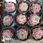 32pcs Echeveria Purple Ling - Image 2