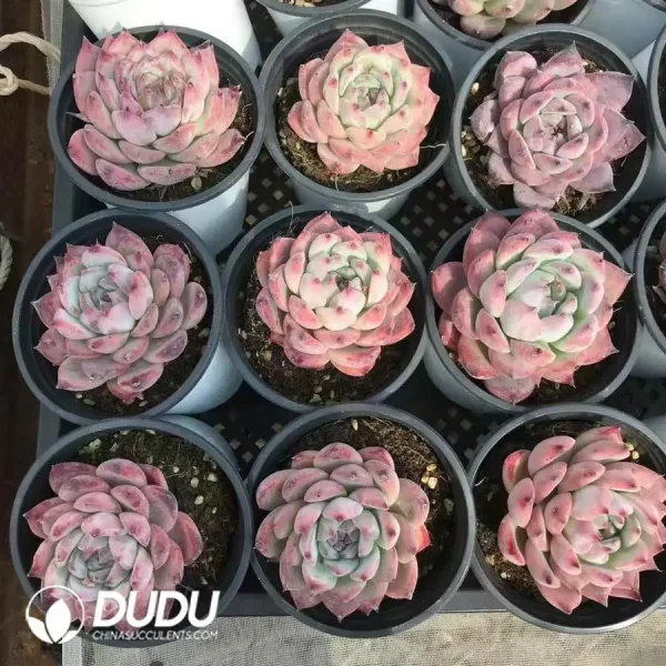 32pcs Echeveria Purple Ling - Image 2