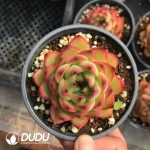 32pcs Echeveria Moonstone