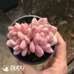 32pcs Echeveria Monroe Double Head