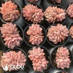 32pcs Echeveria Monroe Double Head - Image 2