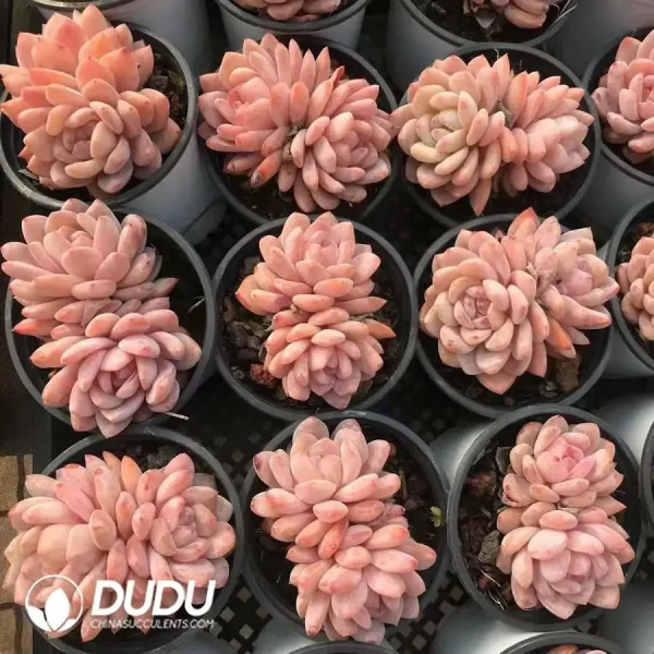 32pcs Echeveria Monroe Double Head - Image 2