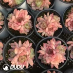 32pcs Echeveria Ice Soul Clustering