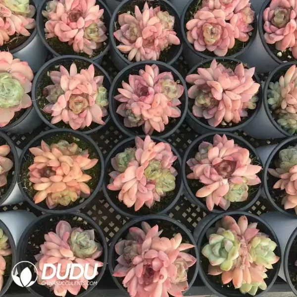 32pcs Echeveria Ice Soul Clustering - Image 2