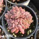 32pcs Echeveria Agate Cristata