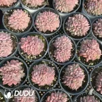 32pcs Echeveria Agate Cristata - Image 2