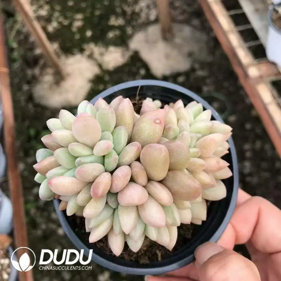 1756126975-1745217591-e201.webp 32pcs Echeveria Ruby Donna Cristata - Image 1