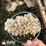 32pcs Echeveria Ruby Donna Cristata - Image 2