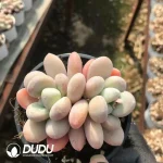32pcs Pachyphytum Barbie Milk Double Head