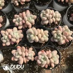 32pcs Pachyphytum Barbie Milk Double Head - Image 2