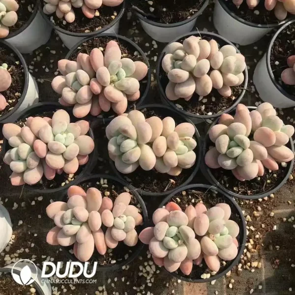 32pcs Pachyphytum Barbie Milk Double Head - Image 2