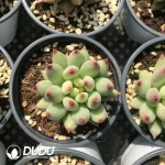 32pcs Pachyphytum Beauty Yu