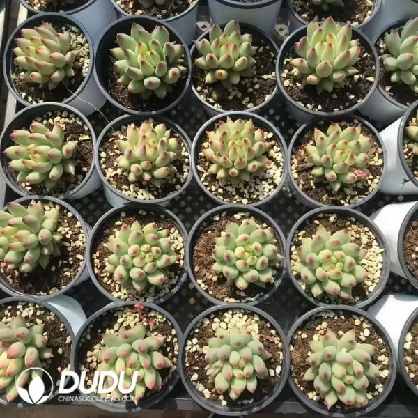 32pcs Pachyphytum Beauty Yu - Image 2