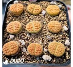 40pcs Lithops C38A