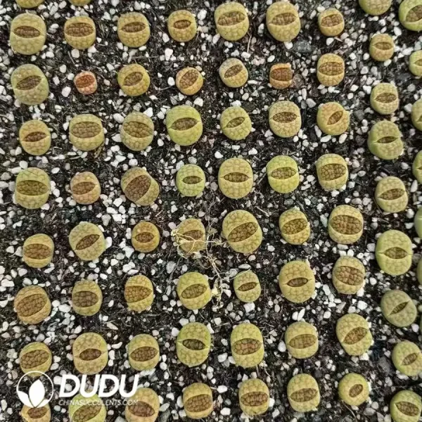 40pcs Lithops C38A - Image 2