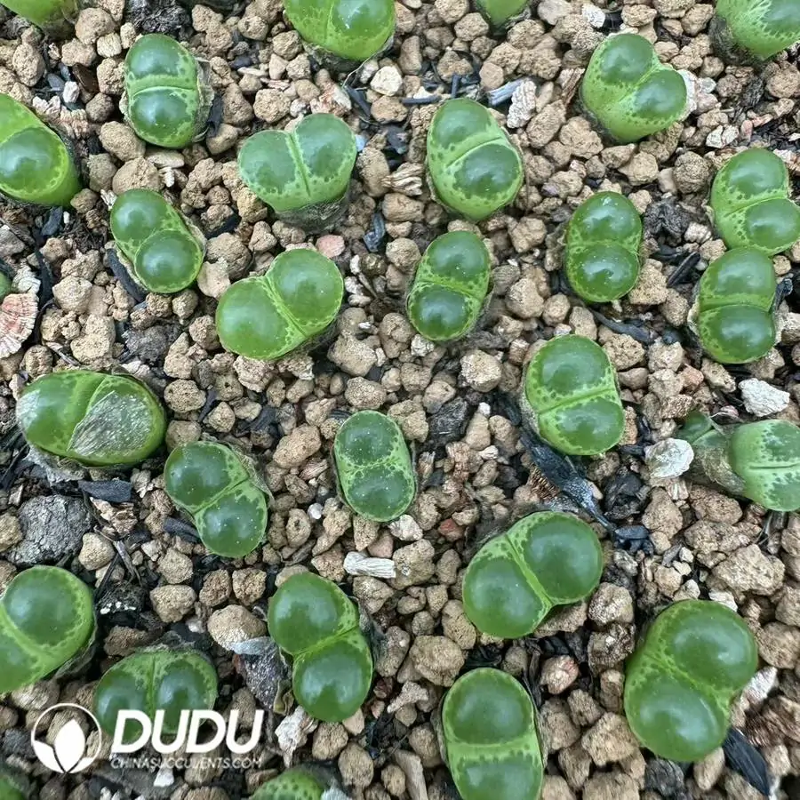 1756126987-1745217612-e201.webp 67pcs Conophytum Bright Eye - Image 1
