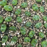 67pcs Conophytum Bright Eye - Image 2