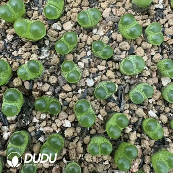 67pcs Conophytum Bright Eye - Image 2