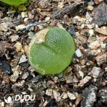 1000pcs Conophytum Crystal Shoes