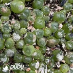 1000pcs Conophytum Crystal Shoes - Image 2