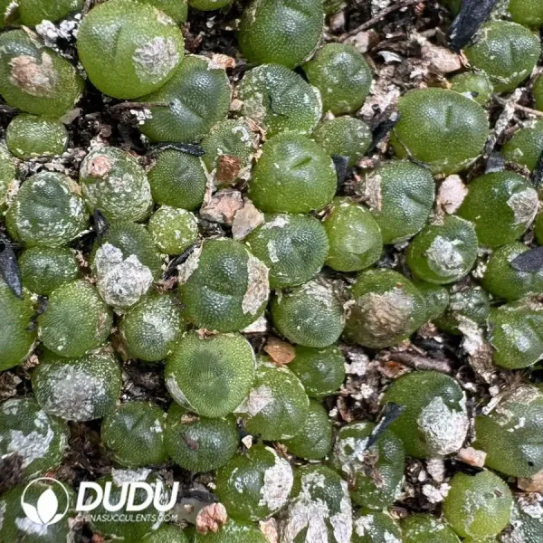 1000pcs Conophytum Crystal Shoes - Image 2