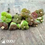 100pcs Conophytum Burgeri Hannibal