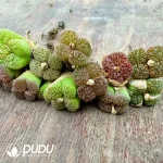 100pcs Conophytum Burgeri Hannibal - Image 2