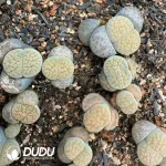 50pcs Lithops Texas Rose