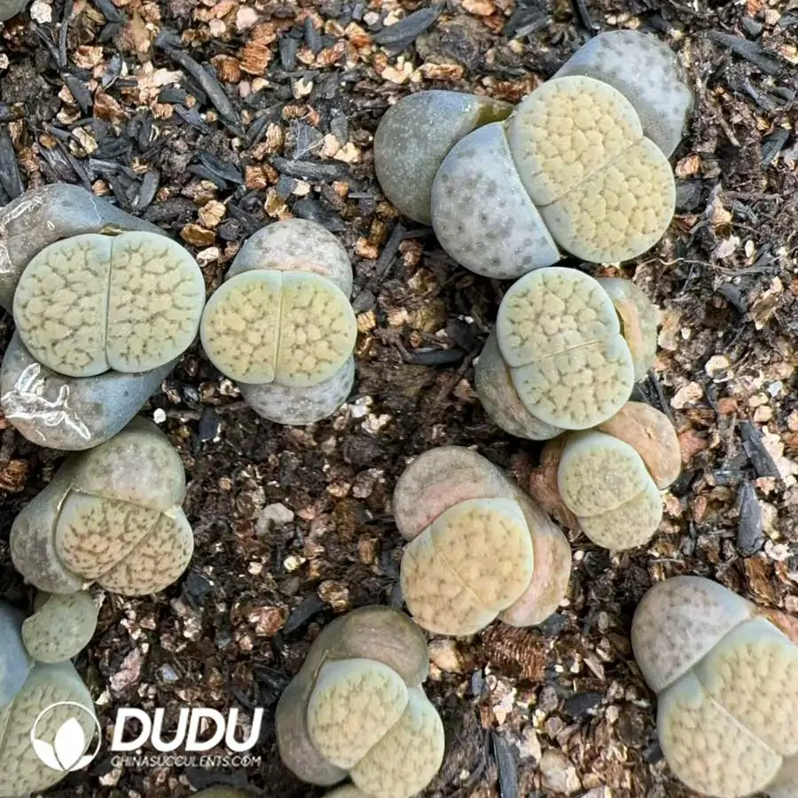 1756127007-1745217640-e201.webp 50pcs Lithops Texas Rose - Image 1