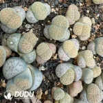 50pcs Lithops Texas Rose - Image 2