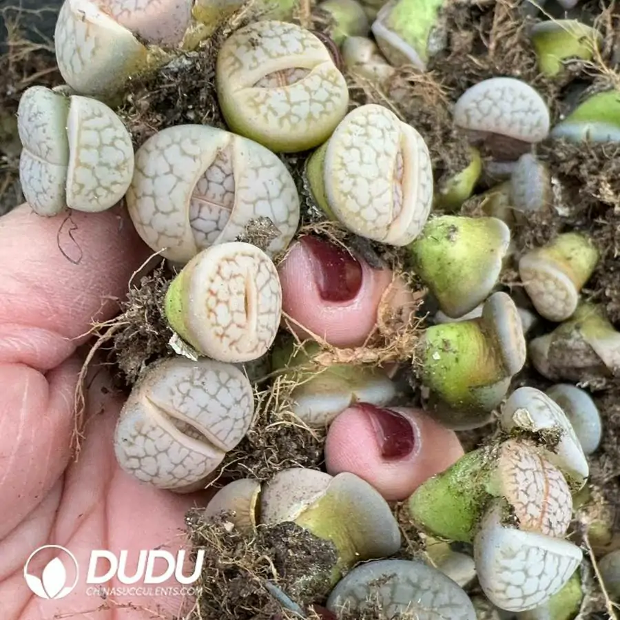1756127014-1745217650-e201.webp 50pcs Lithops C245 Langhan Yu - Image 1