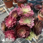 (Grafted)Aeonium NO.2