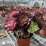 (Grafted)Aeonium NO.2 - Image 2