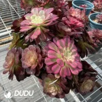 (Grafted)Aeonium NO.2 - Image 3