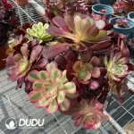 (Grafted)Aeonium NO.3 - Image 2