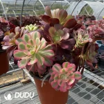 (Grafted)Aeonium NO.3 - Image 3