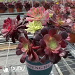 (Grafted)Aeonium NO.4 - Image 2