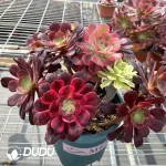 (Grafted)Aeonium NO.4 - Image 3