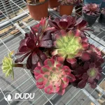 (Grafted)Aeonium NO.5