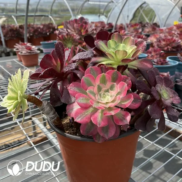 (Grafted)Aeonium NO.5 - Image 2