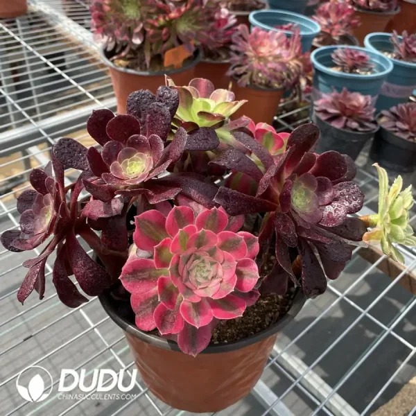 (Grafted)Aeonium NO.5 - Image 3