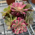 (Grafted)Aeonium NO.6