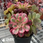 (Grafted)Aeonium NO.6 - Image 2