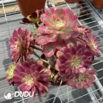 (Grafted)Aeonium NO.7