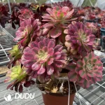 (Grafted)Aeonium NO.7 - Image 2