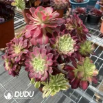 (Grafted)Aeonium NO.7 - Image 3