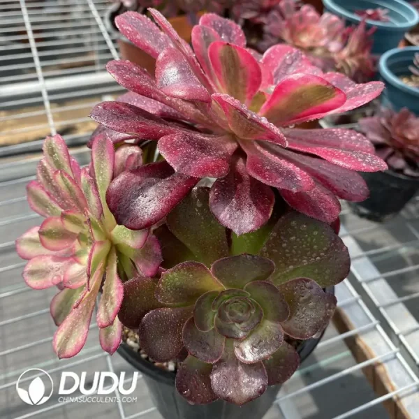 (Grafted)Aeonium NO.8 - Image 1