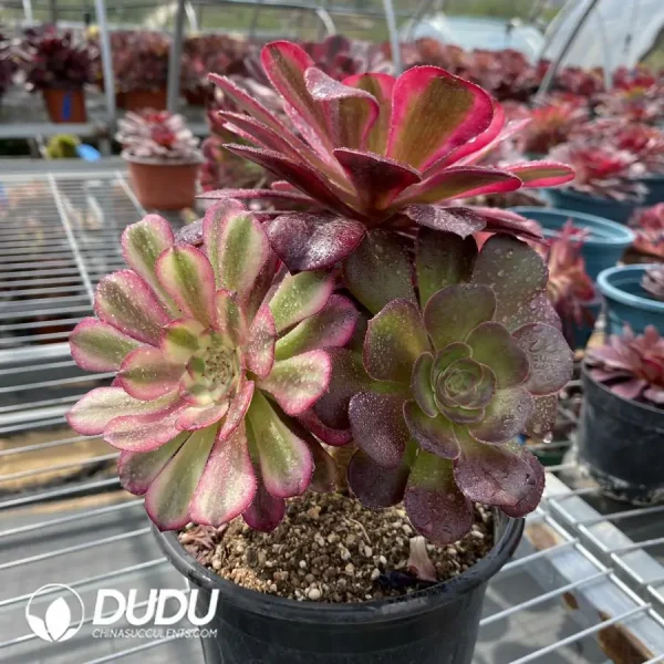 (Grafted)Aeonium NO.8 - Image 2