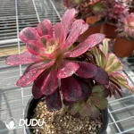 (Grafted)Aeonium NO.8 - Image 3