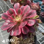 (Grafted)Aeonium NO.8 - Image 4